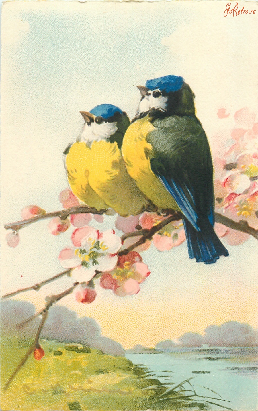 Ретро открытки - Две лазоревки на цветущей ветке яблони