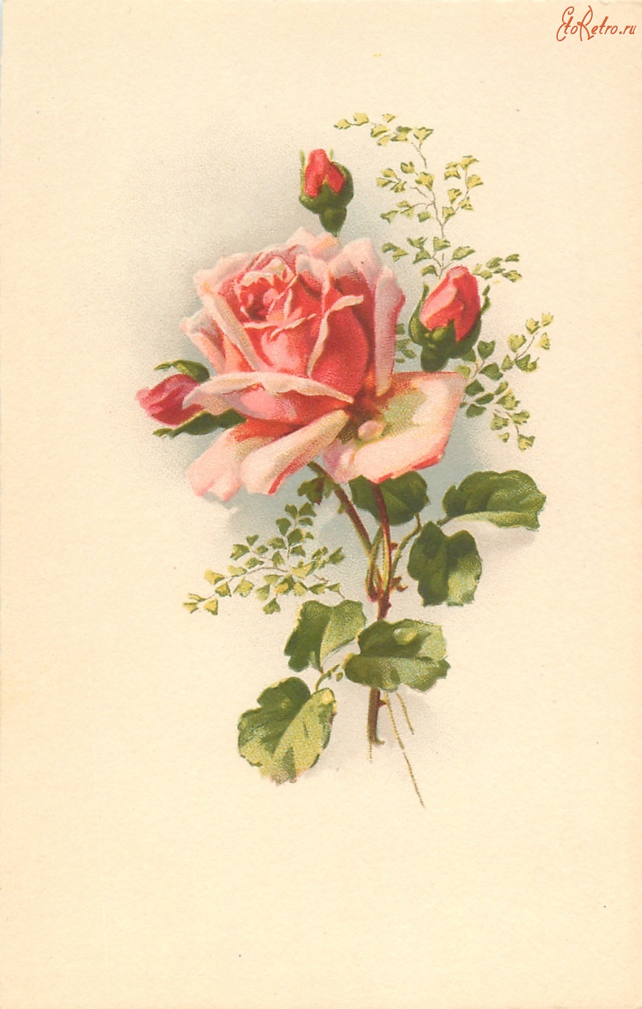 Ретро открытки - Бело-розовая роза с бутонами и луговые травы