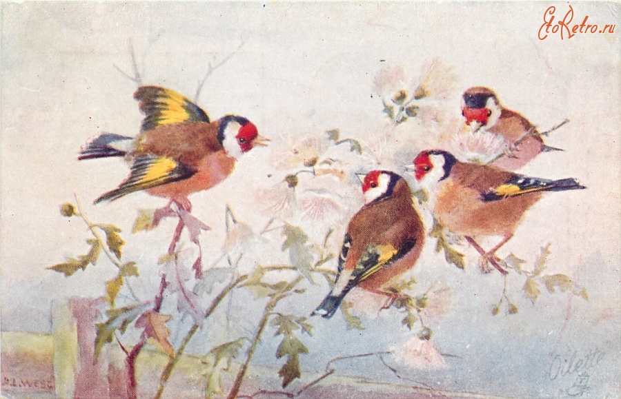Ретро открытки - Четыре красноголовых зяблика на цветущем кусте хризантем