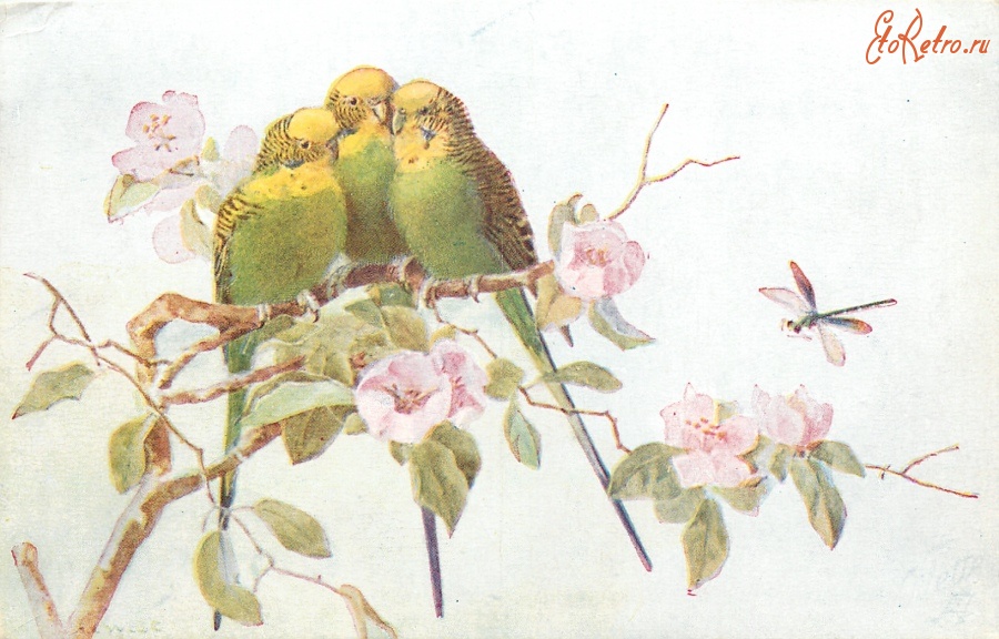 Ретро открытки - Три зелёных волнистых попугая на цветущей ветке и стрекоза