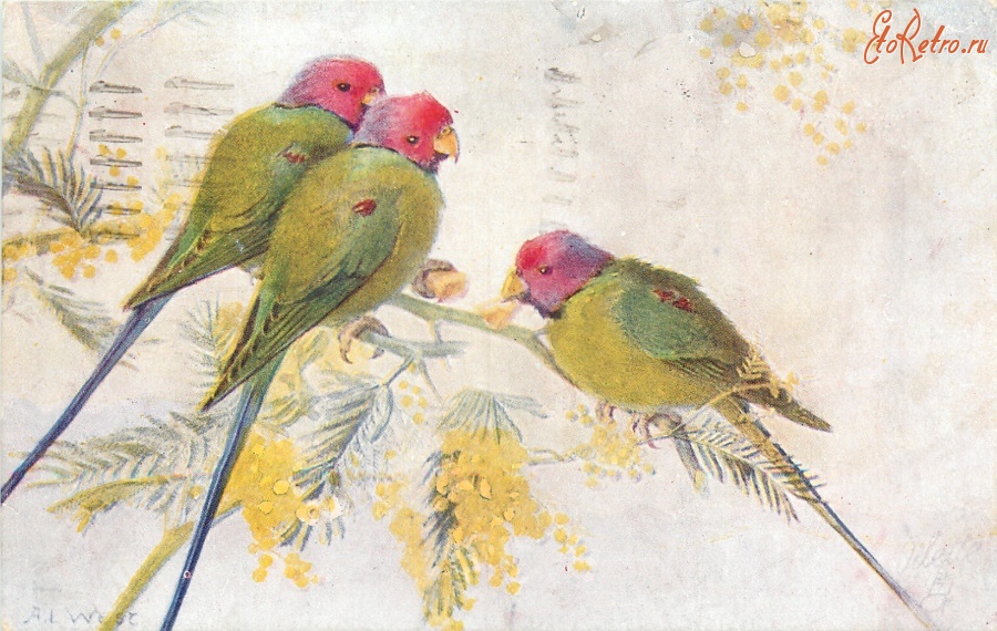 Ретро открытки - Три зелёных красноголовых попугая на ветке мимозы