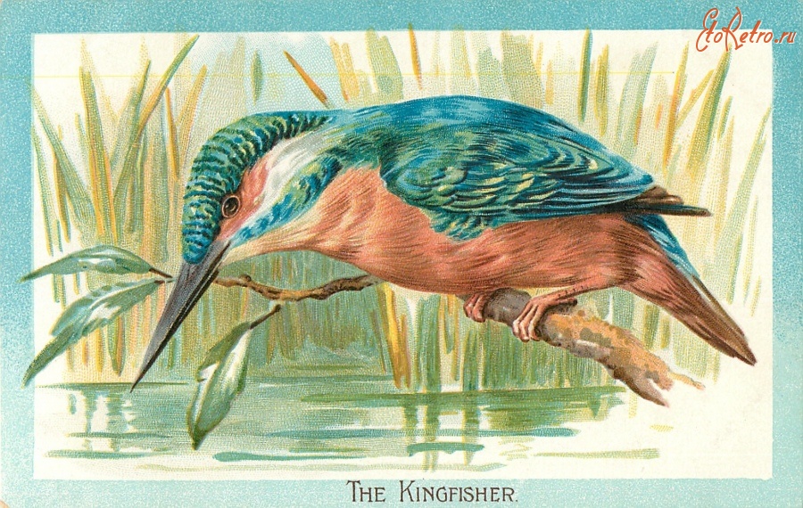 Ретро открытки - Зимородок на ветке над прудом