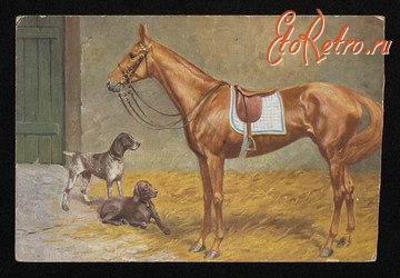 Ретро открытки - Ретро-поштівка.  Кінь і пси.