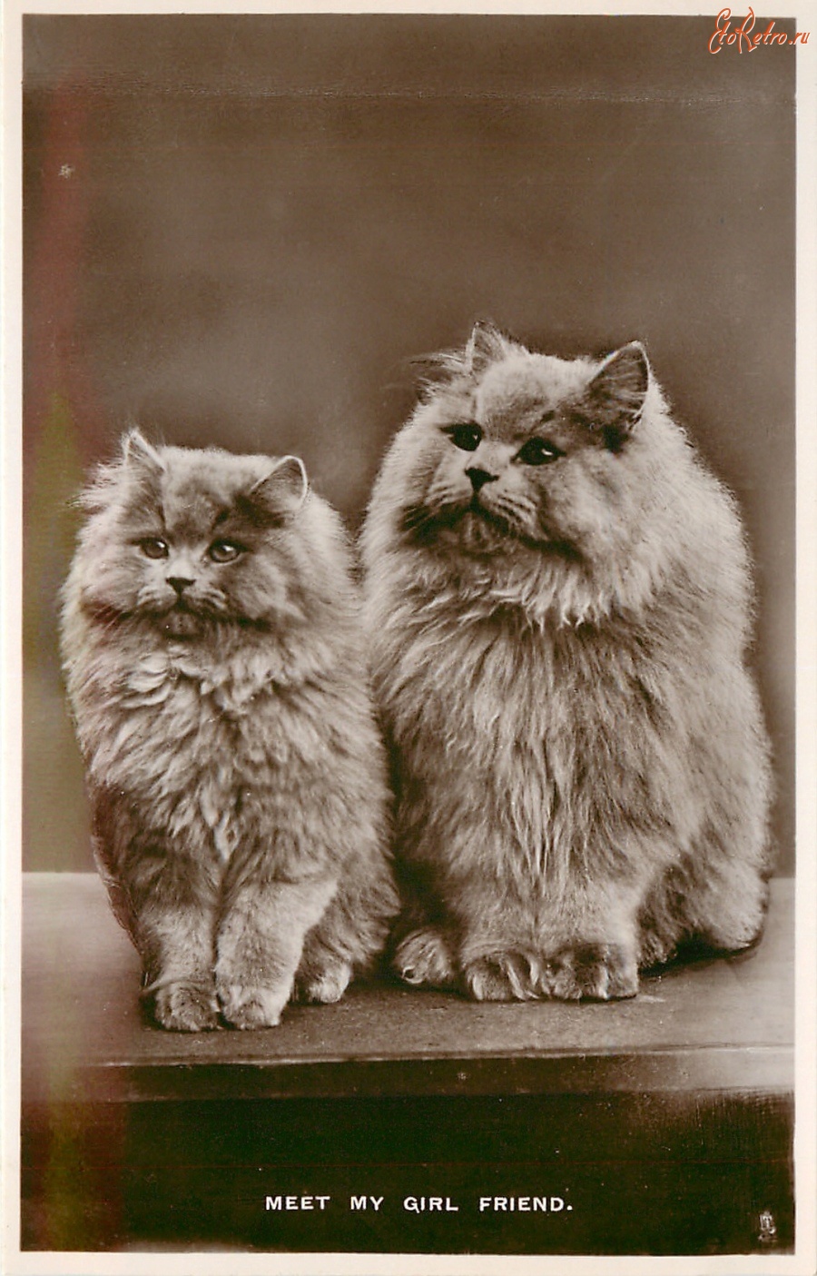 Ретро открытки - Персидские кошки. Познакомьтесь с моей подругой