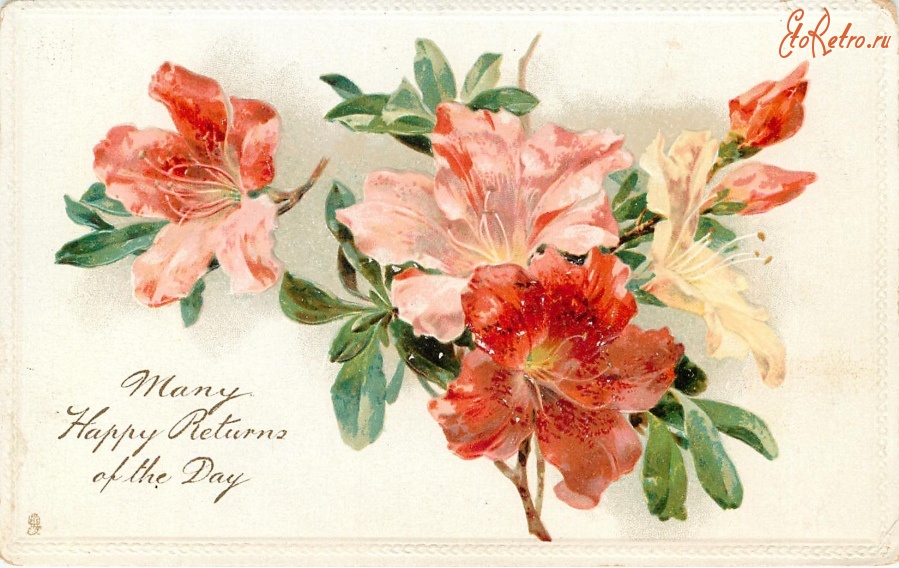 Ретро открытки - Розовая азалия с лучшими пожеланиями