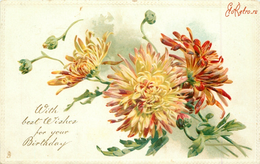 Ретро открытки - Жёлтые хризантемы с лучшими пожеланиями