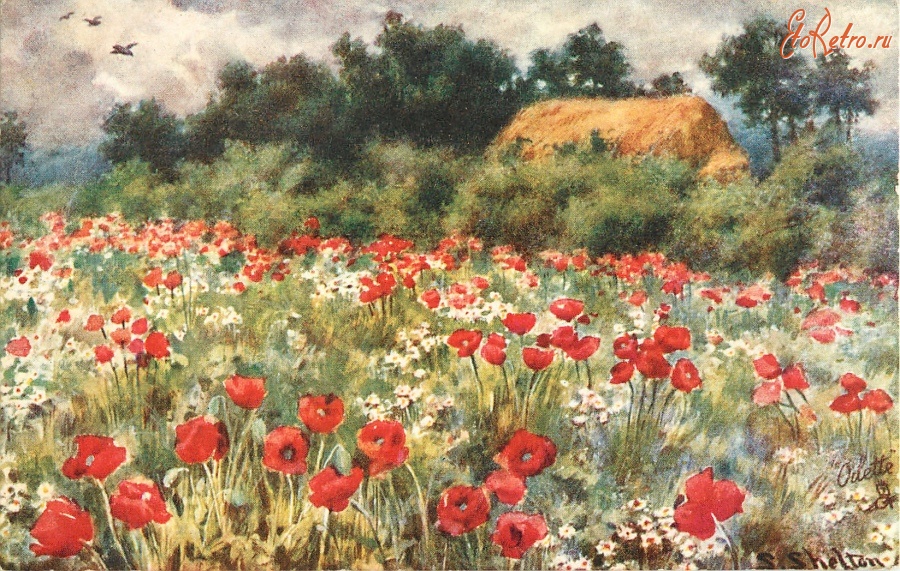 Ретро открытки - Поле красных маков и стог сена за зелёной изгородью