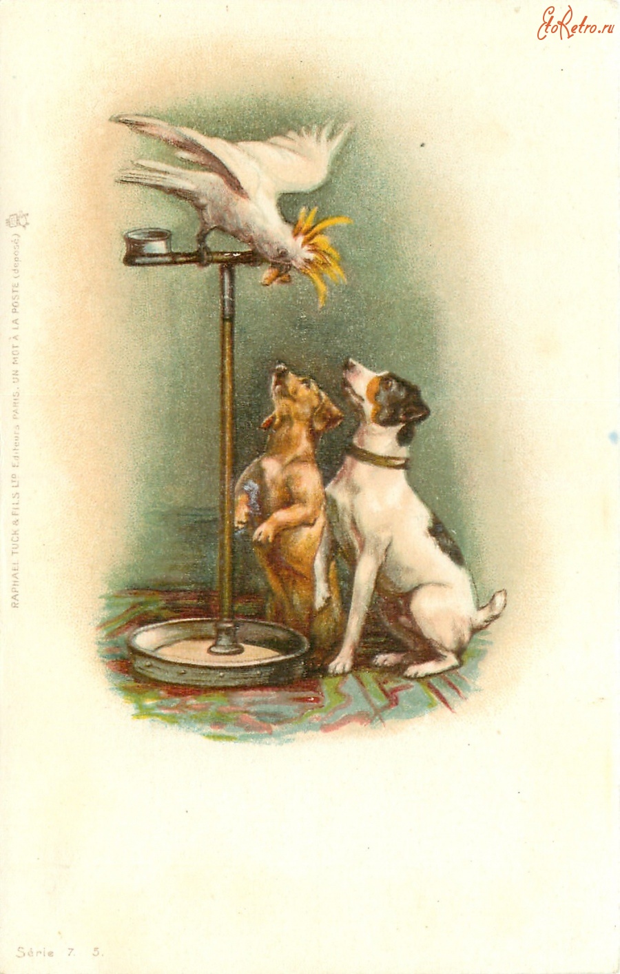 Ретро открытки - Две собаки и белый какаду