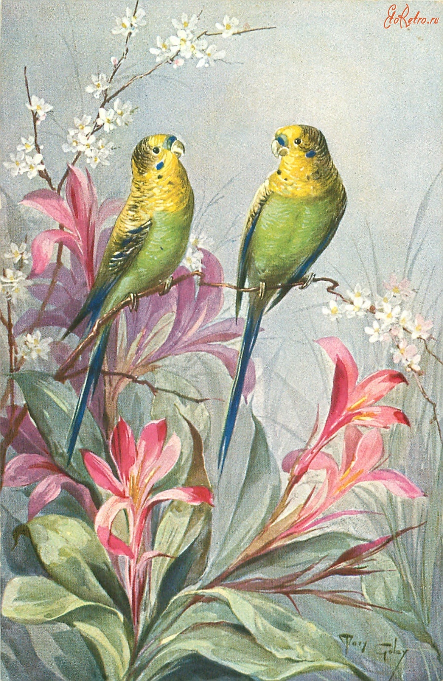 Ретро открытки - Два волнистых попугая, белый жасмин и розовые тропические цветы