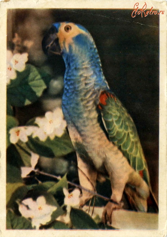 Ретро открытки - Попугай