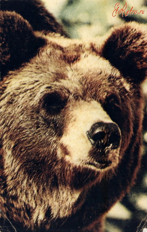Ретро открытки - Бурый медведь