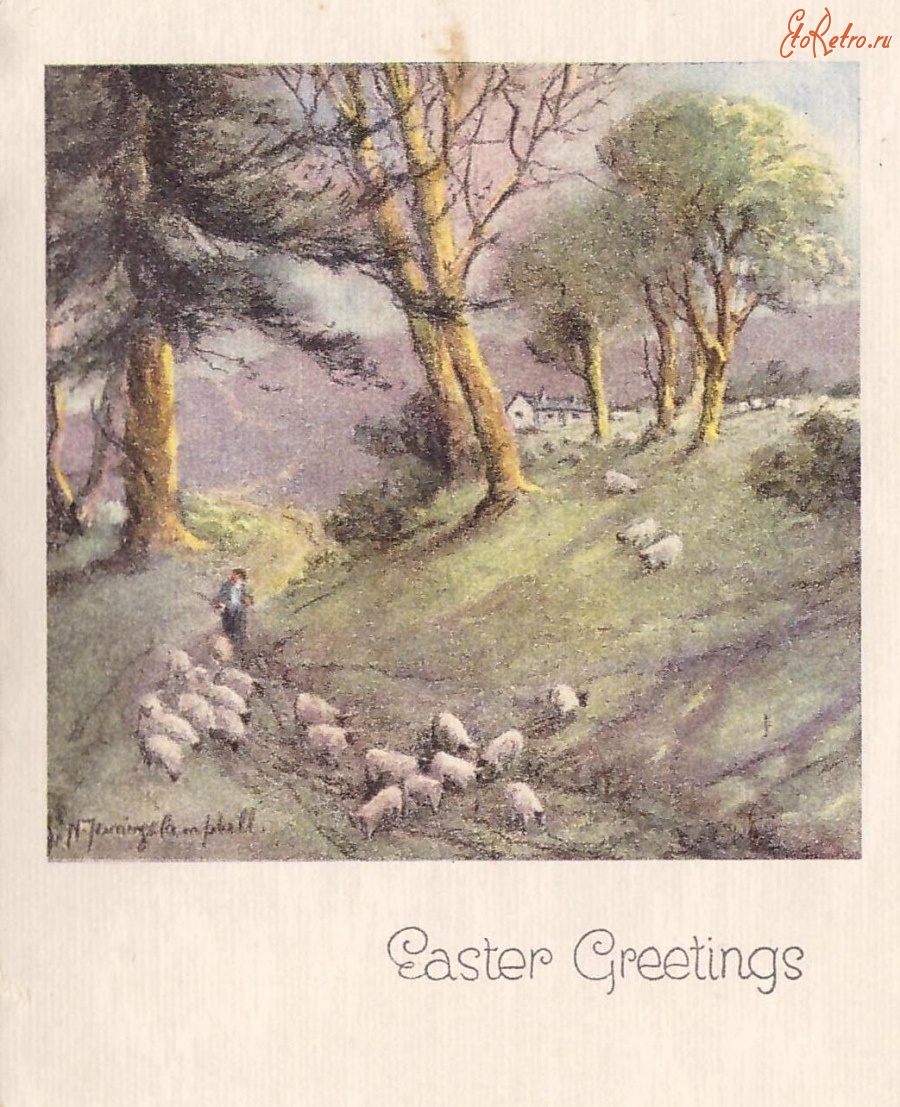 Ретро открытки - Стадо овец у подножия холма