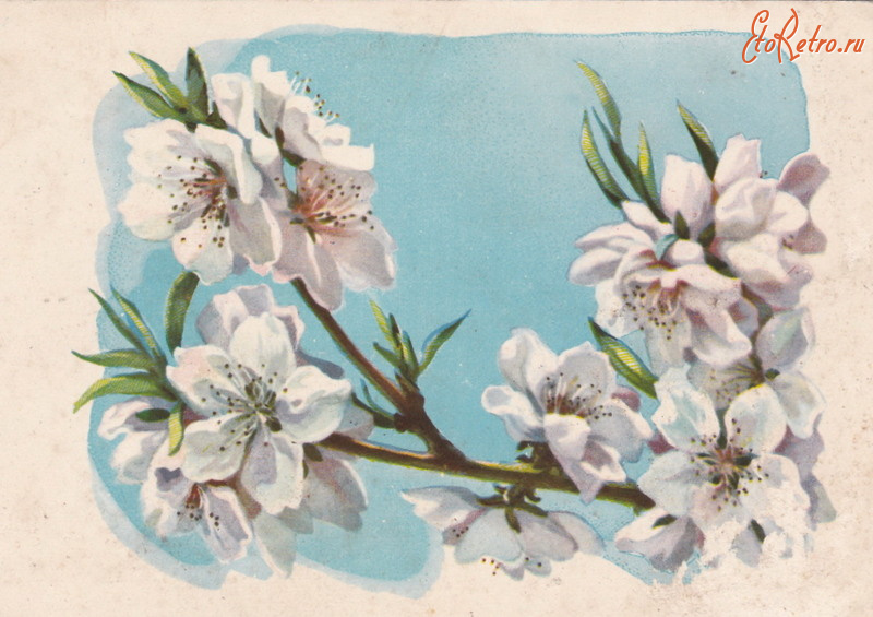 Ретро открытки - Цветы яблони