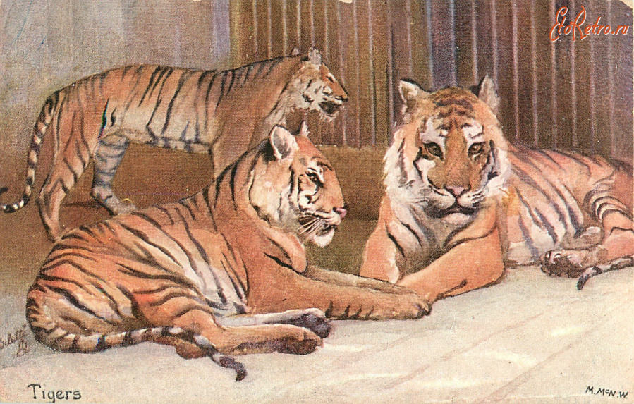 Ретро открытки - Тигр и тигрицы