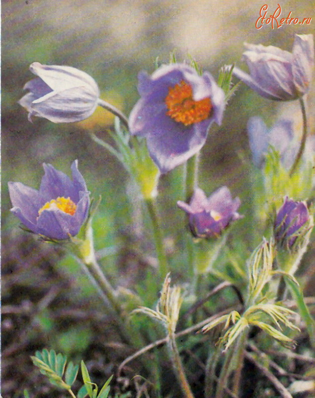 Ретро открытки - Весенние цветы