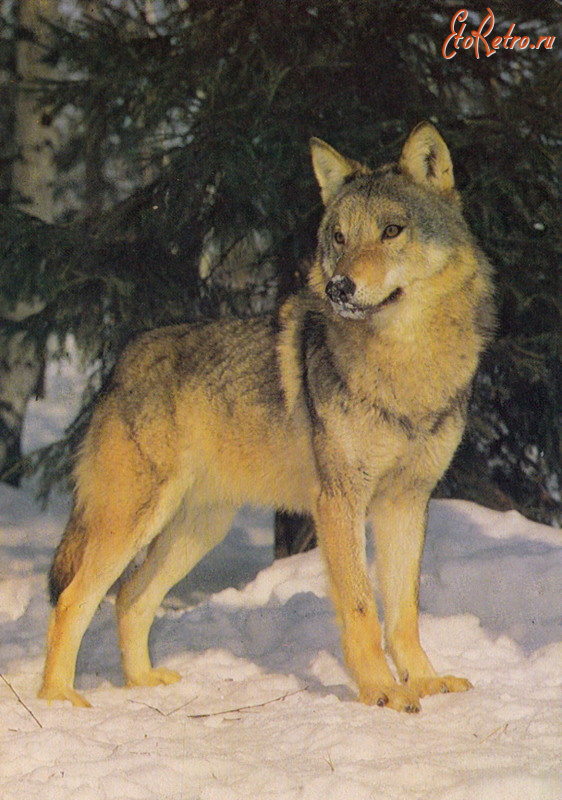 Ретро открытки - Волк