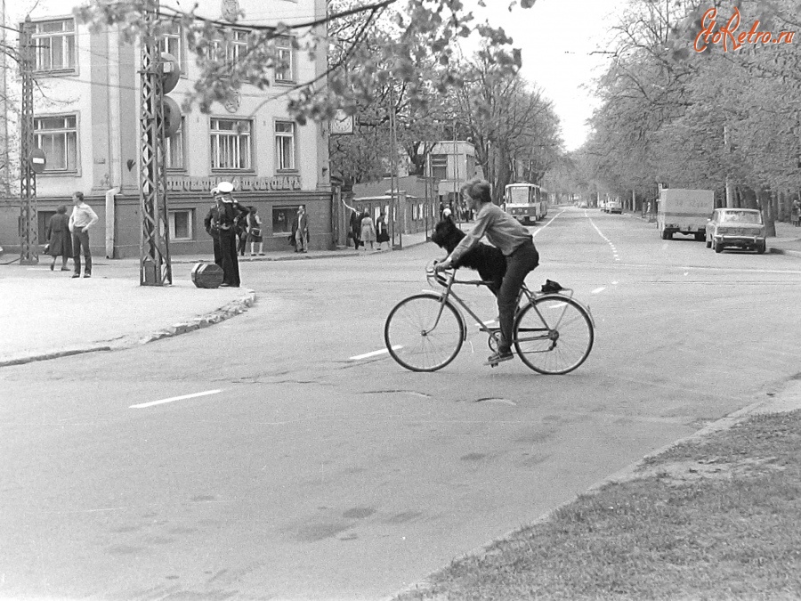 Таллин - собака велопассажир Таллин 1962