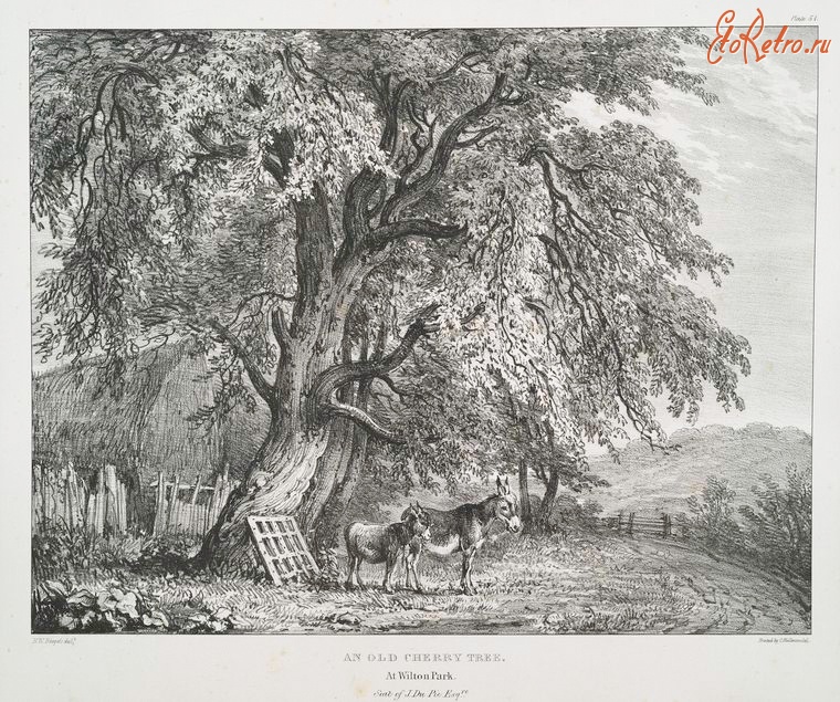 Великобритания - Старое вишнёвое дерево в Уилтон - парке, 1827