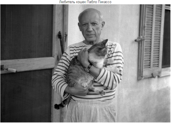 Ретро знаменитости - Пабло Пикассо  был любитель кошек.