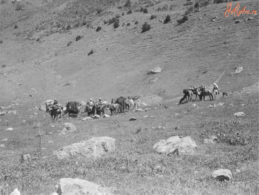 Киргизия - Алайские киргизы с вьючными животными, 1906