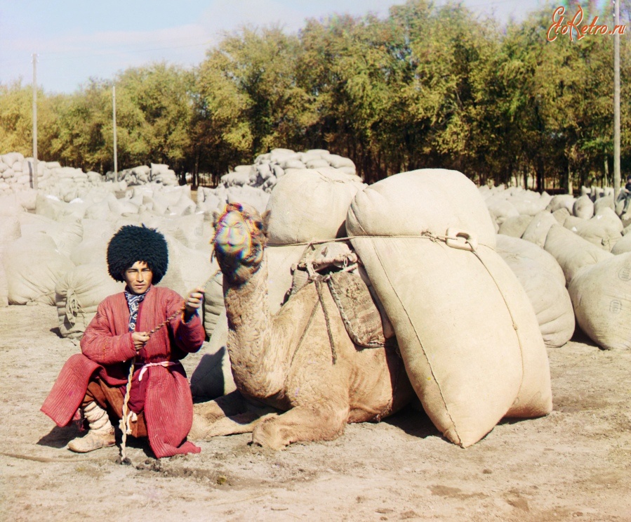 Туркменистан - Доставка хлопка в усадьбу Мургаб в Байрам-Али, 1911