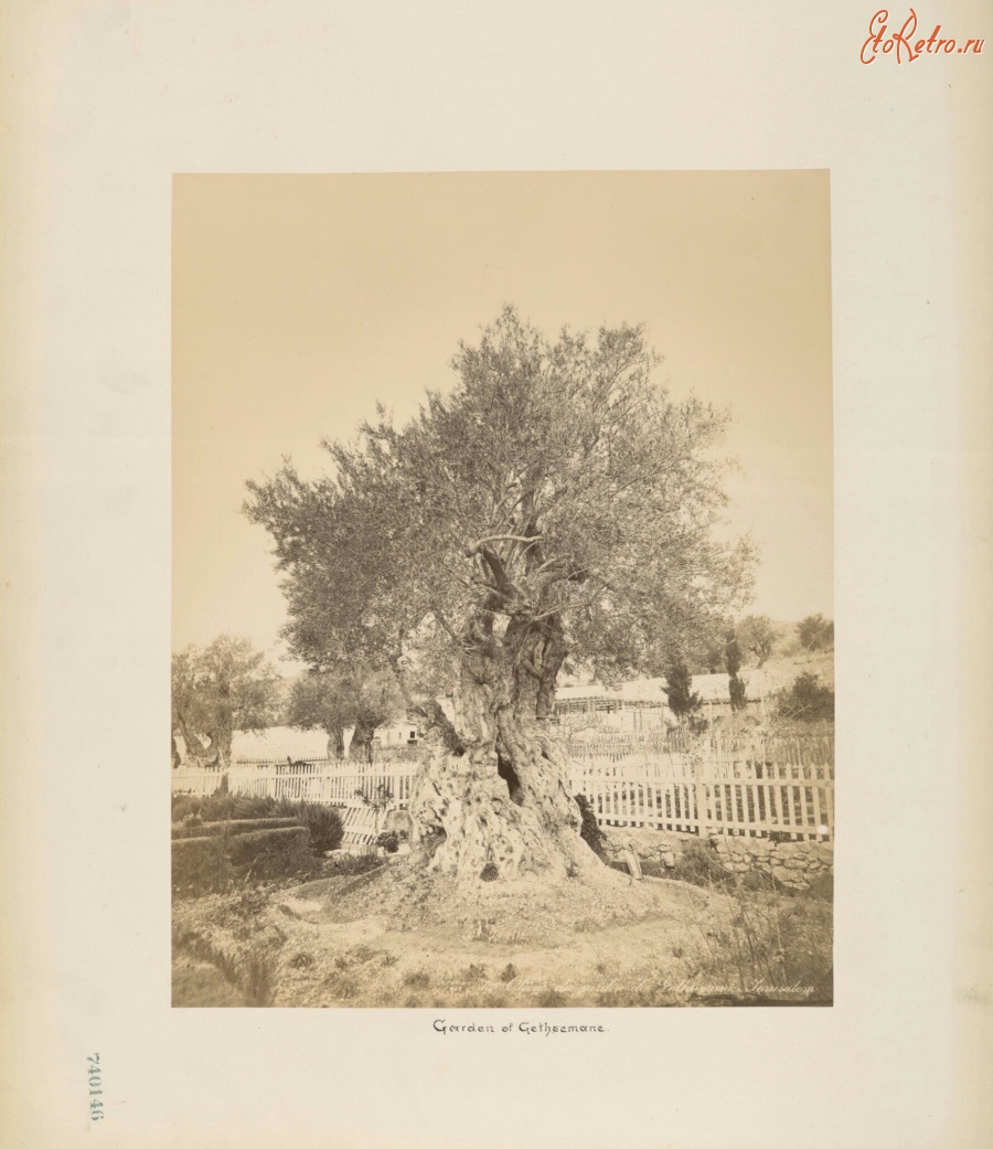 Израиль - Древняя олива в Гефсиманском саду, 1870-1885