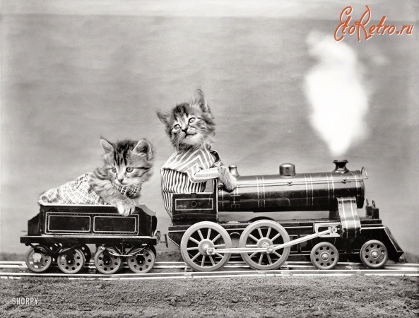Железная дорога (поезда, паровозы, локомотивы, вагоны) - Котята и паровоз