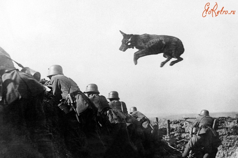 Войны (боевые действия) - Собака доставляет донесение на позиции германской армии.
