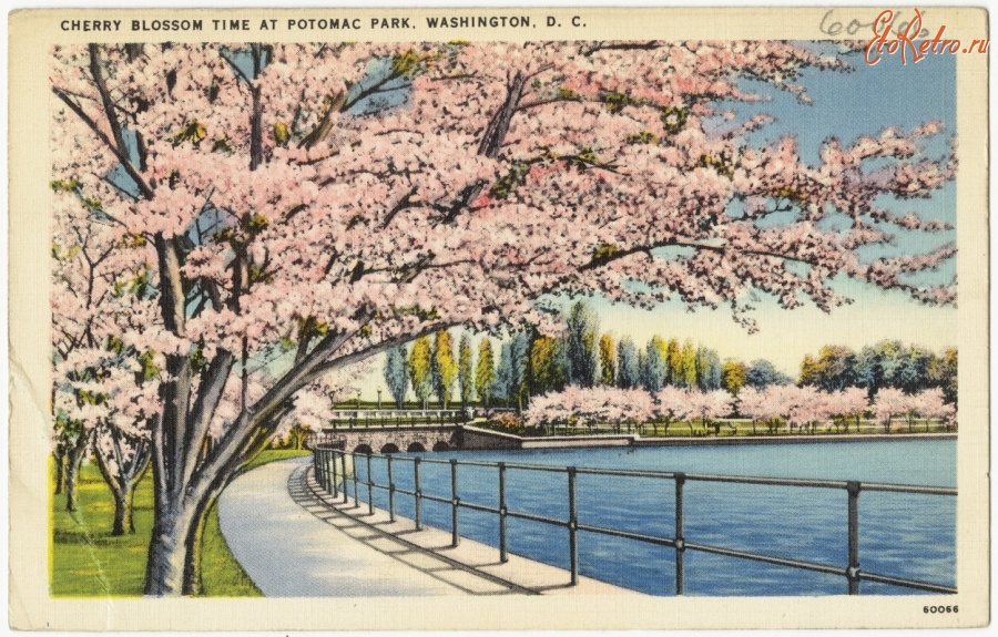 Вашингтон - Время цветения сакуры в Потомак Парке в Вашингтоне