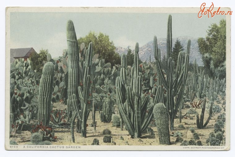 Штат Калифорния - Риверсайд. Сад кактусов, 1902-1903