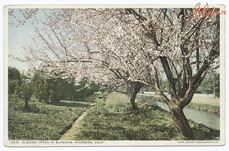 Штат Калифорния - Риверсайд. Цветущий миндаль, 1898-1931