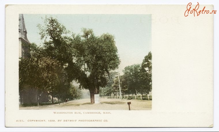 Штат Массачусетс - Кембридж. Вашингтонский вяз, 1899