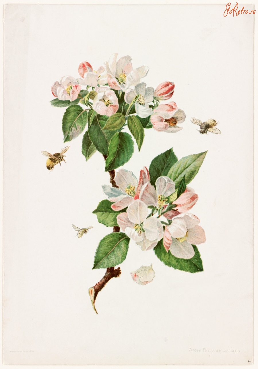 Картины - Яблоневый цвет и пчёлы