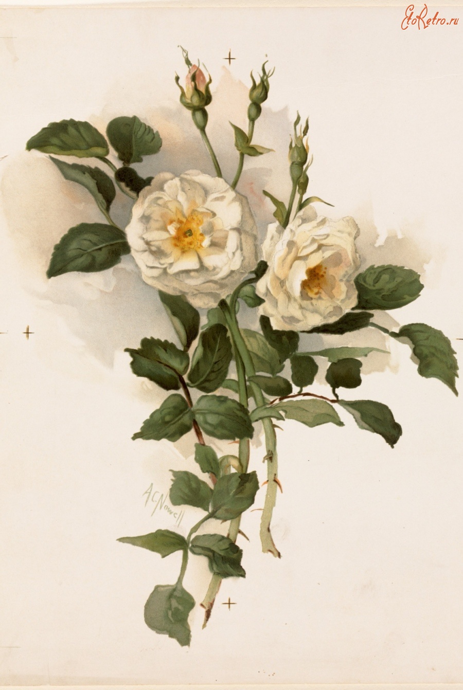 Картины - Белые розы