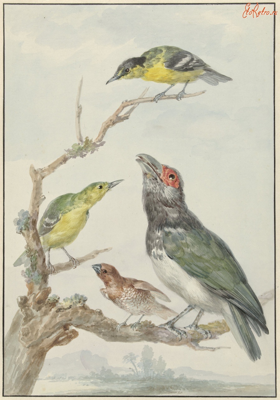 Картины - Цейлонские певчие птицы в пейзаже