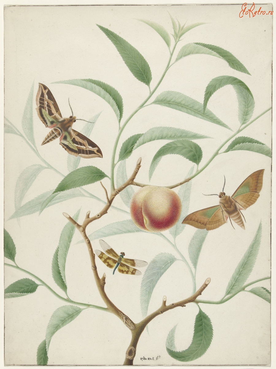 Картины - Персик на ветке, две бабочки и стрекоза