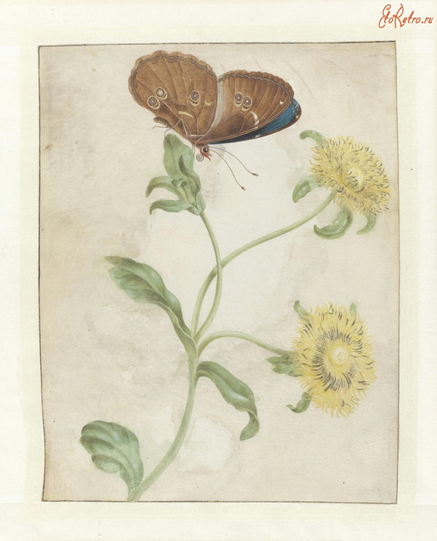 Картины - Бабочка на растении с жёлтыми цветами