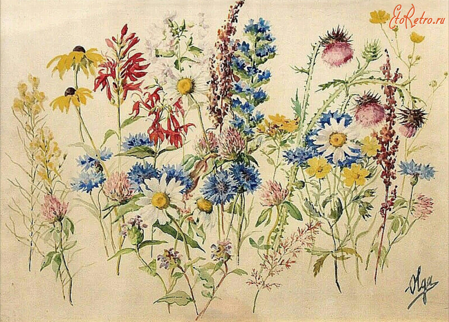 Картины - Ольга Александровна. Луговые цветы и травы