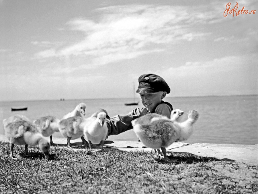 Калининградская область - Восточная Пруссия. Мальчик с гусятами на берегу залива Фришен хафф
