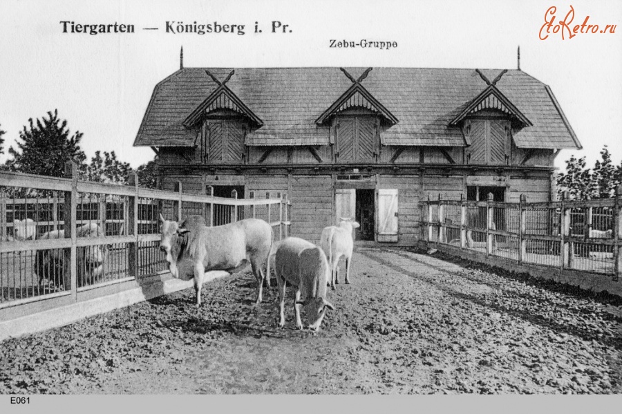 Калининград - Кёнигсбергский зоопарк. 1908 год. Zebu-Gruppe