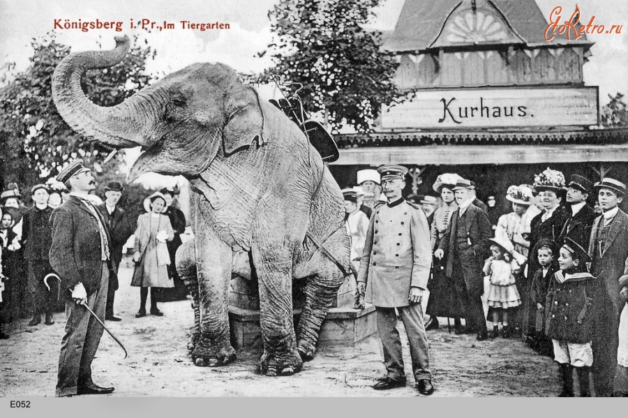 Калининград - Кёнигсбергский зоопарк. 1908 год.  Слон Дженни