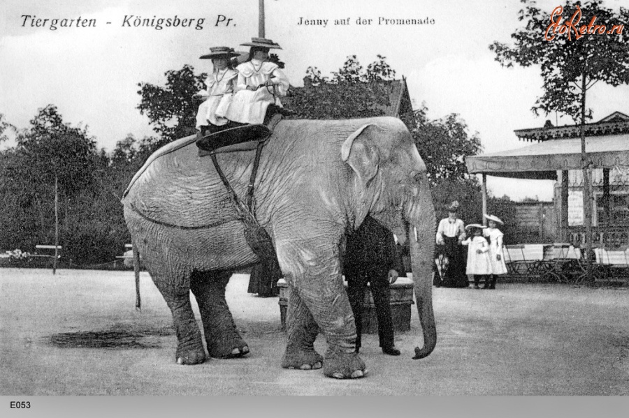 Калининград - Кёнигсбергский зоопарк. 1908 год. Катание на слоне Дженни