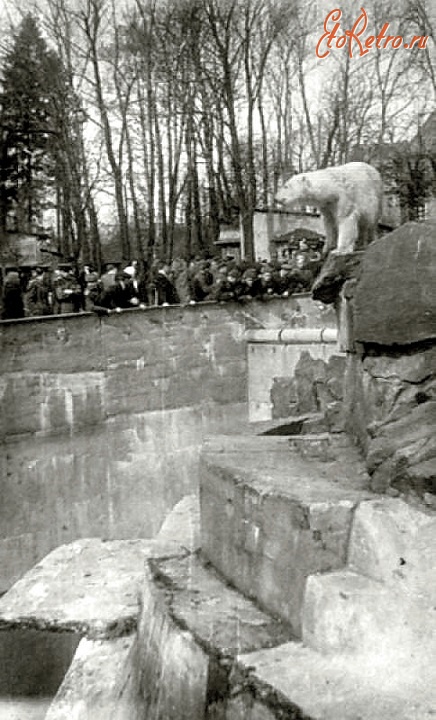 Калининград - Калининградский зоопарк. Белый медведь.