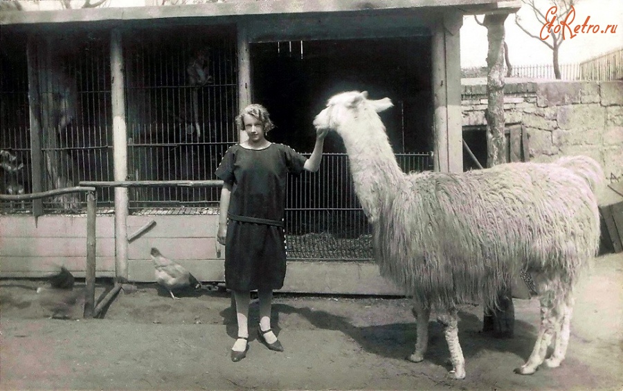 Калининград - Кёнигсбергский зоопарк. Девушка с ламой.