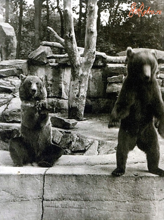 Калининград - Кёнигсбергский зоопарк. Бурые медведи в вольере.