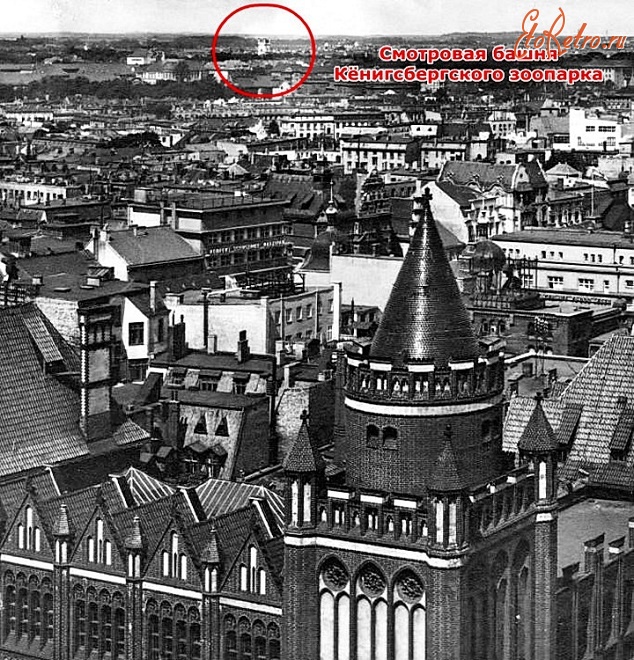 Калининград - С главной башни Королевского замка можно было увидеть смотровую башню, находящуюся на территории Кёнигсбергского зоопарка