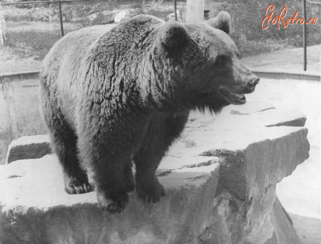 Калининград - Калининрадский зоопарк. Бурый медведь