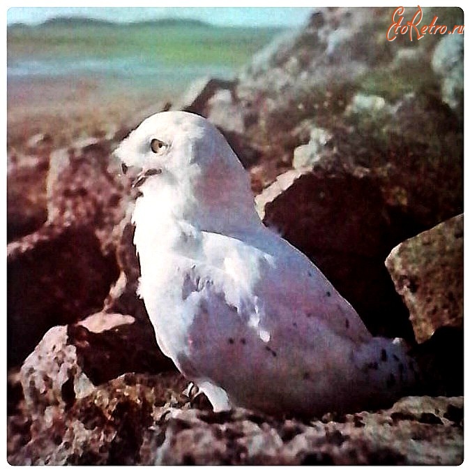 Красноярский край - Белая сова - царица таймырских арктических тундр
