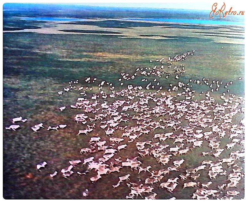 Красноярский край - Северные олени - краса и гордость таймырской тундры
