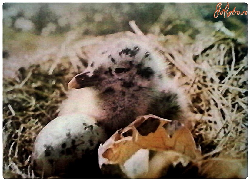 Красноярский край - Птицы Таймыра. Птенец серебристой чайки в гнезде